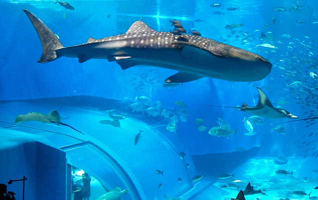 水族馆&水产养殖